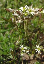 Attēlu rezultāti vaicājumam “Erophila verna fruit”