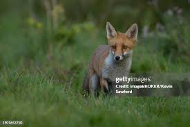 Attēlu rezultāti vaicājumam “Vulpes vulpes  juvenile”