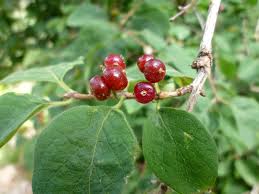 Attēlu rezultāti vaicājumam “Lonicera xylosteum fruit”