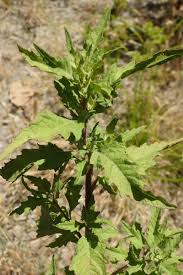 Image result for Chenopodium ambrosioides
