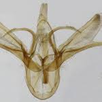 Attēlu rezultāti vaicājumam “Hydrelia sylvata”