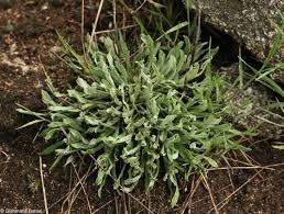 Attēlu rezultāti vaicājumam “Helichrysum arenarium bud”