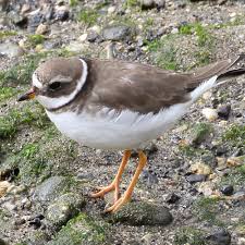 Attēlu rezultāti vaicājumam “Charadrius hiaticula adult”
