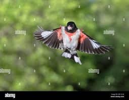 Image result for Pheucticus ludovicianus