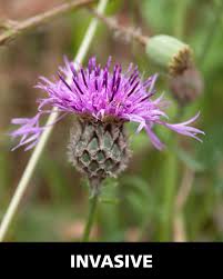 Attēlu rezultāti vaicājumam “Centaurea stoebe”