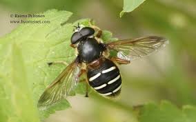 Attēlu rezultāti vaicājumam “Sericomyia lappona”