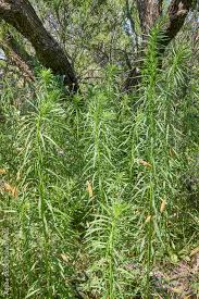 Attēlu rezultāti vaicājumam “Erigeron canadensis”