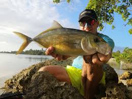 Image result for Caranx bartholomaei