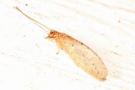 Attēlu rezultāti vaicājumam “Hemerobius perelegans”