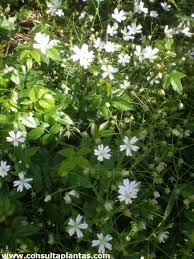 Attēlu rezultāti vaicājumam “Stellaria holostea”