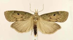 Attēlu rezultāti vaicājumam “Aphomia sociella male”