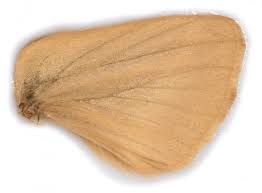 Attēlu rezultāti vaicājumam “Malacosoma castrensis male”