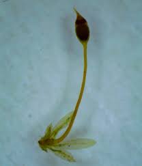 Attēlu rezultāti vaicājumam “Fissidens bryoides sporophyte”