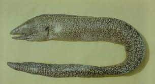 Attēlu rezultāti vaicājumam “Reticularia jurana macro”