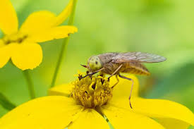 Attēlu rezultāti vaicājumam “Atylotus sp.”