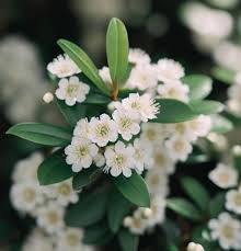 Attēlu rezultāti vaicājumam “Cotoneaster multiflorus”