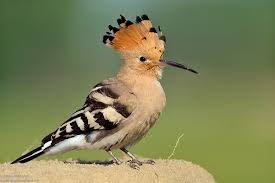 Attēlu rezultāti vaicājumam “Upupa epops adult”