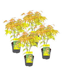 Image result for Acer palmatum `Orange Dream`
