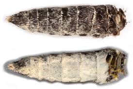 Attēlu rezultāti vaicājumam “Spargania luctuata”