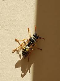 Attēlu rezultāti vaicājumam “Vespidae”