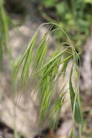 Attēlu rezultāti vaicājumam “Anisantha tectorum”