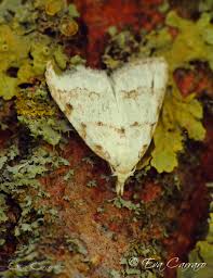 Attēlu rezultāti vaicājumam “Nola aerugula”