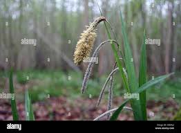 Attēlu rezultāti vaicājumam “Carex pseudocyperus male flower”