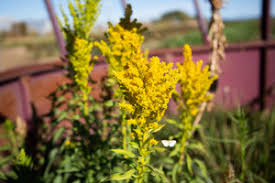 Attēlu rezultāti vaicājumam “Solidago canadensis fruit”