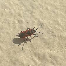 Attēlu rezultāti vaicājumam “Pyrrhocoris apterus imago”