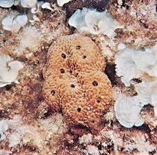 Attēlu rezultāti vaicājumam “Spongia”