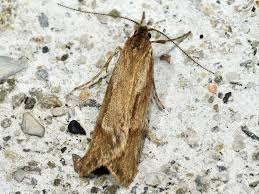 Attēlu rezultāti vaicājumam “Diurnea lipsiella male”