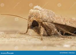 Attēlu rezultāti vaicājumam “Hoplodrina octogenaria”