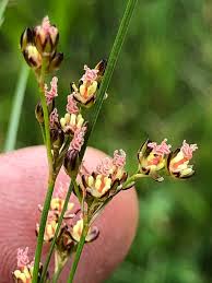 Attēlu rezultāti vaicājumam “Juncus compressus”