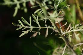 Attēlu rezultāti vaicājumam “Centaurea stoebe leaf”