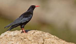 Image result for Pyrrhocorax pyrrhocorax