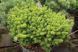 Attēlu rezultāti vaicājumam “Pinus banksiana”