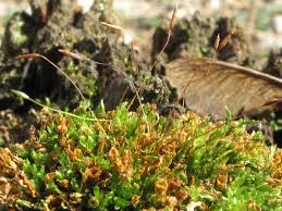 Attēlu rezultāti vaicājumam “Tetraphis pellucida”