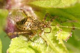 Attēlu rezultāti vaicājumam “Himacerus apterus”