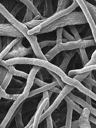 Attēlu rezultāti vaicājumam “Irpex lacteus”