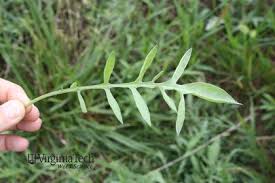 Attēlu rezultāti vaicājumam “Centaurea stoebe fruit”