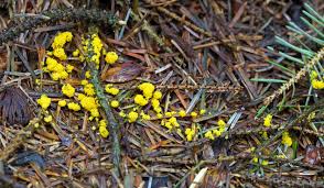 Attēlu rezultāti vaicājumam “Physarum virescens”