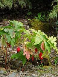 Attēlu rezultāti vaicājumam “Podophyllum hexandrum fruit”