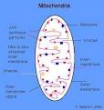 Cell Structures