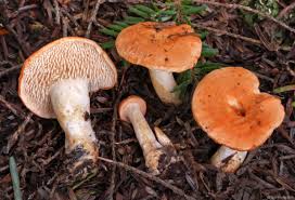 Attēlu rezultāti vaicājumam “Hydnum sp.”