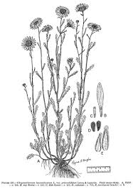 Attēlu rezultāti vaicājumam “Leucanthemum vulgare flower”