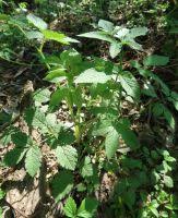 Attēlu rezultāti vaicājumam “Chaerophyllum aromaticum fruit”