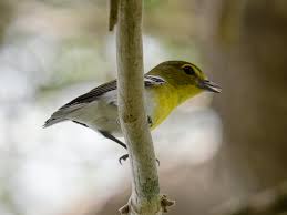 Image result for Vireo flavifrons