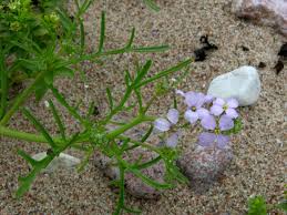 Attēlu rezultāti vaicājumam “Cakile maritima subsp. baltica”
