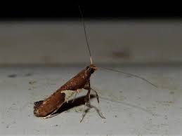 Attēlu rezultāti vaicājumam “Caloptilia stigmatella”