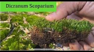 Attēlu rezultāti vaicājumam “Dicranum polysetum sporophyte”